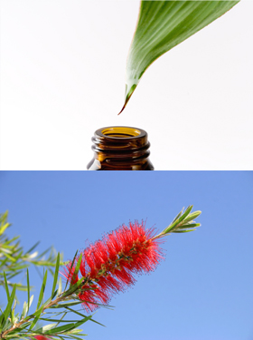 Australian Bush Flower Essences