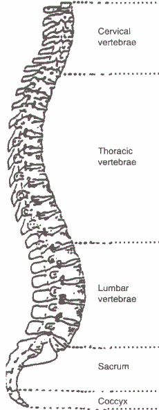 Chi Machine spine diagram